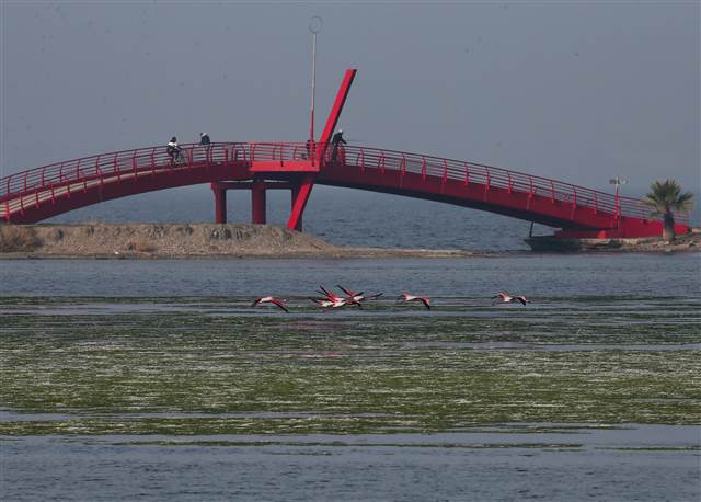 Flamingoların yuvası Çakalburnu Lagünü deniz yosunuyla kaplandı