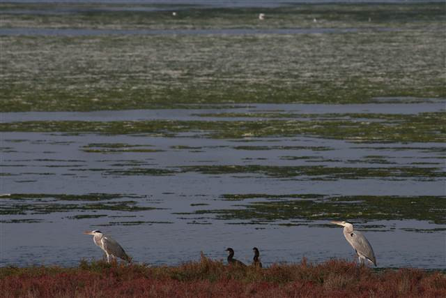 Flamingoların yuvası Çakalburnu Lagünü deniz yosunuyla kaplandı