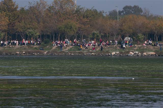 Flamingoların yuvası Çakalburnu Lagünü deniz yosunuyla kaplandı