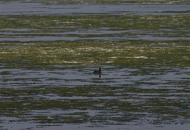Flamingoların yuvası Çakalburnu Lagünü deniz yosunuyla kaplandı