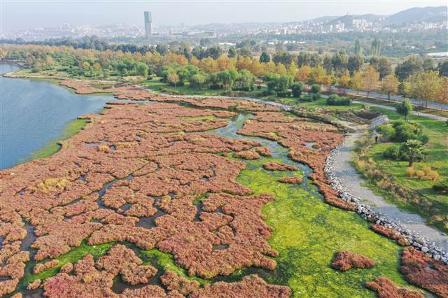 Flamingoların yuvası Çakalburnu Lagünü deniz yosunuyla kaplandı