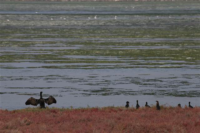 Flamingoların yuvası Çakalburnu Lagünü deniz yosunuyla kaplandı