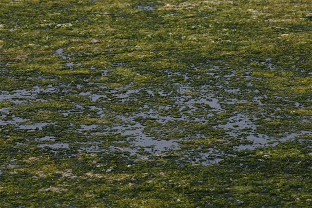 Flamingoların yuvası Çakalburnu Lagünü deniz yosunuyla kaplandı