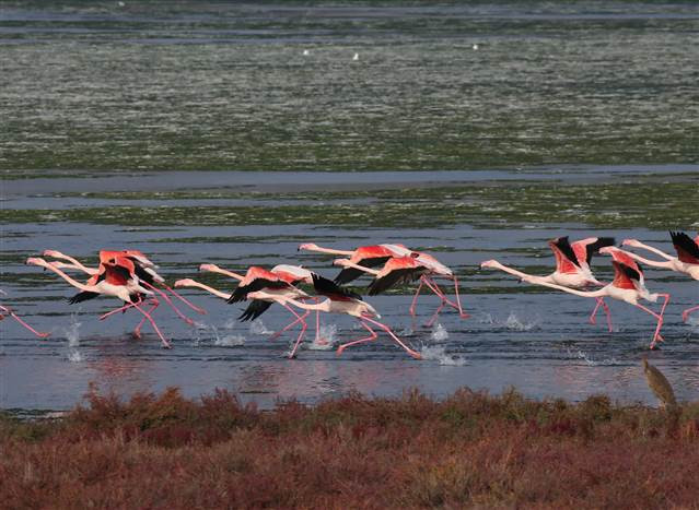 Flamingoların yuvası Çakalburnu Lagünü deniz yosunuyla kaplandı