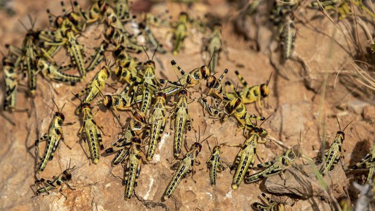5-ÇEKİRGE SALDIRISI VE SONRA KITLIK 5-ÇEKİRGE SALDIRISI VE SONRA KITLIK