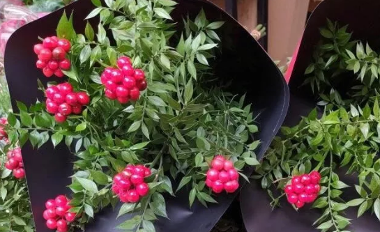 Yılbaşı çiçeği kokinanın anlamı nedir İşte kokinanın bakımı ve hikayesi