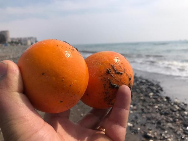 Dereye atıldığı öne sürülen portakallar sahile vurdu