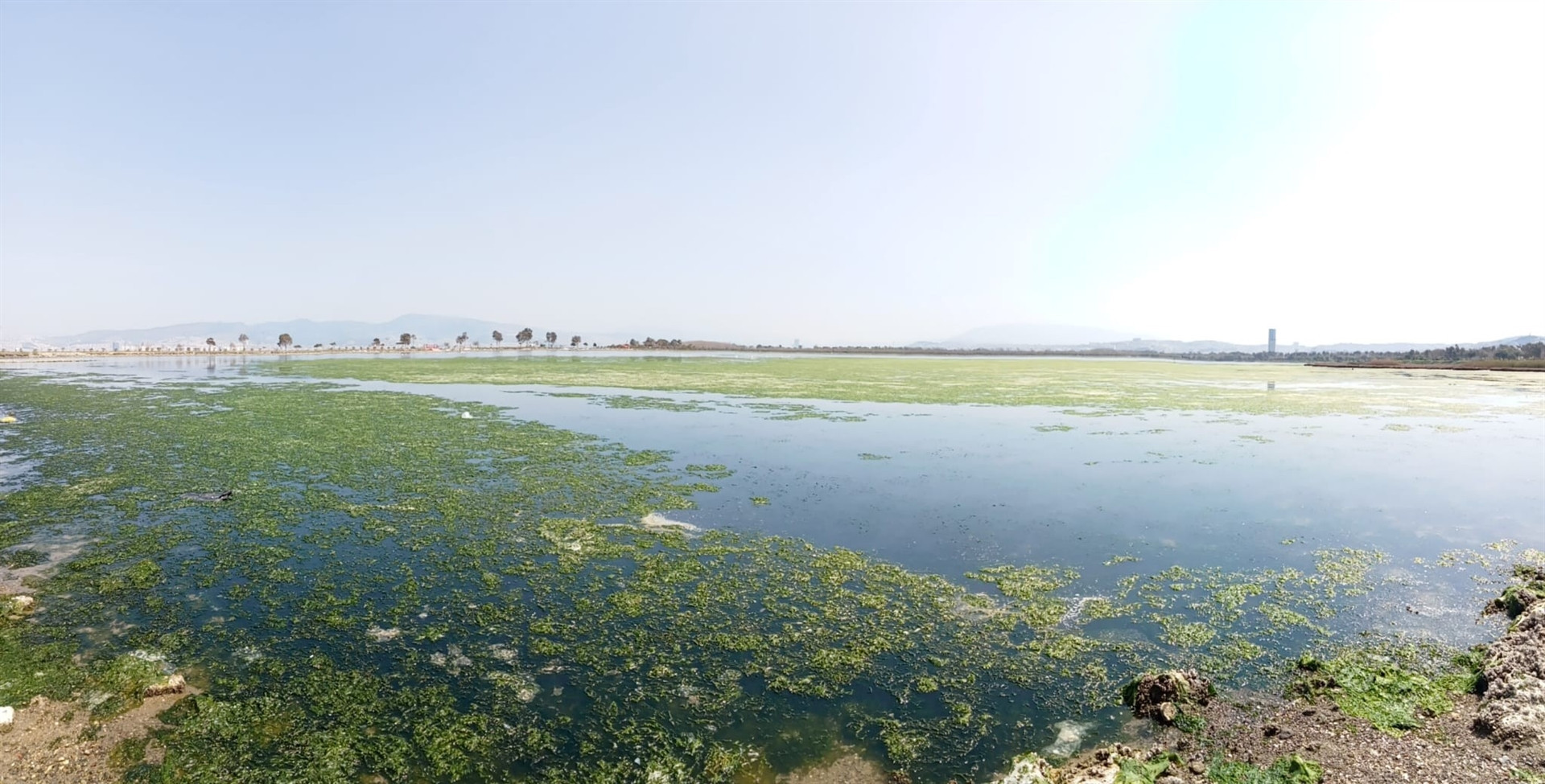 Deniz marulu İzmirde yeniden görüldü