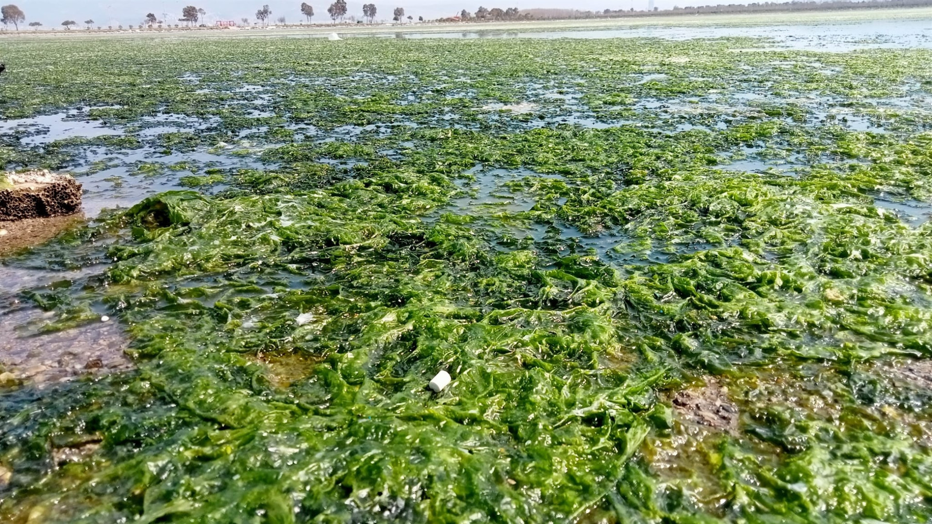 Deniz marulu İzmirde yeniden görüldü