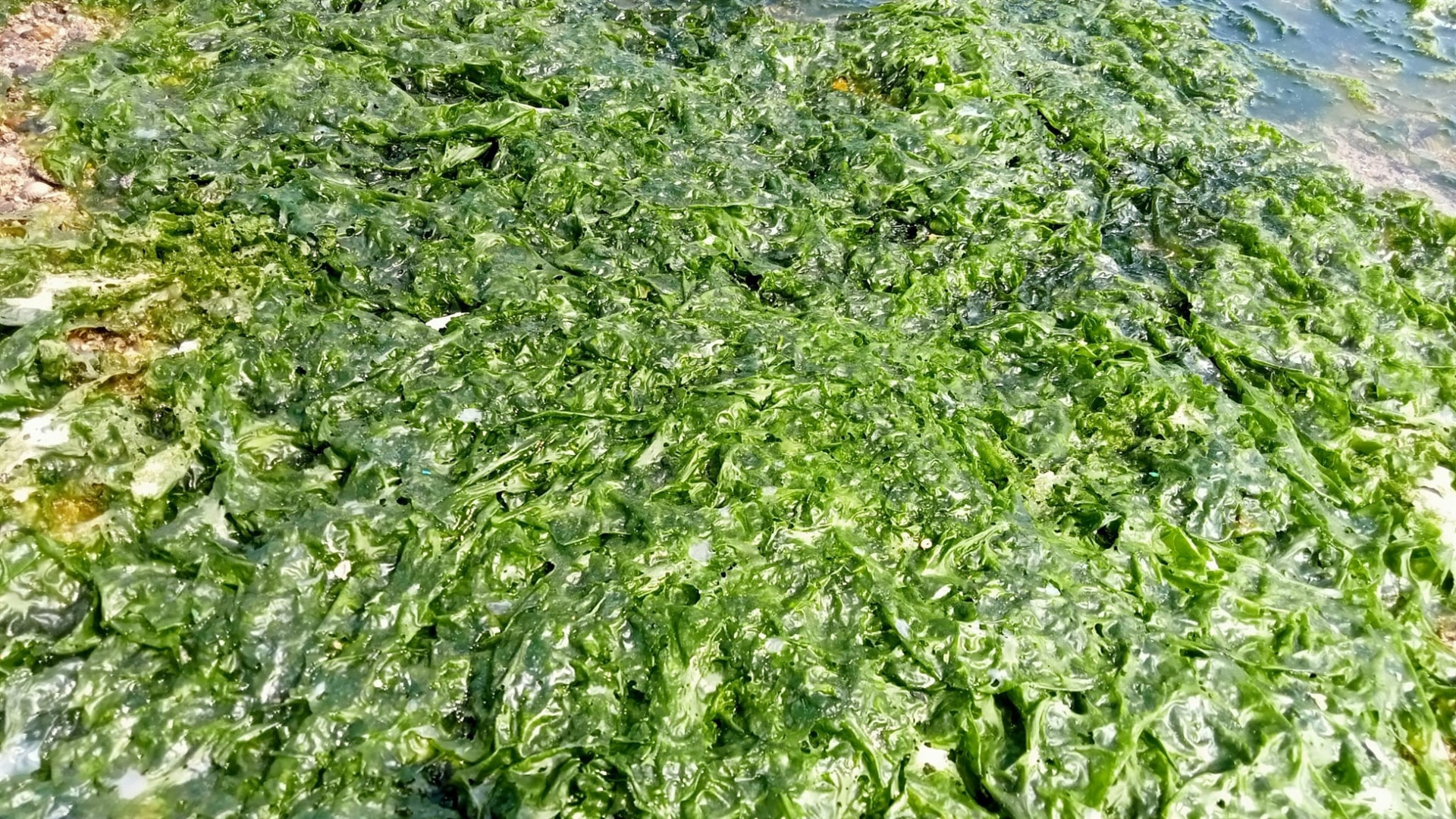 Deniz marulu İzmirde yeniden görüldü