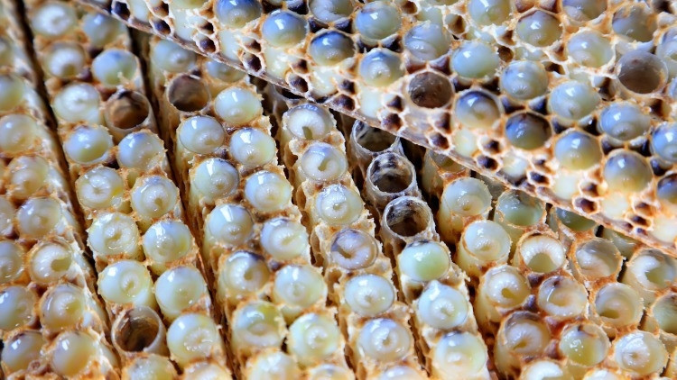 Arı Sütü Ne İşe Yarar, Nasıl Kullanılır İşte, Mucizevi Arı Sütünün Faydaları