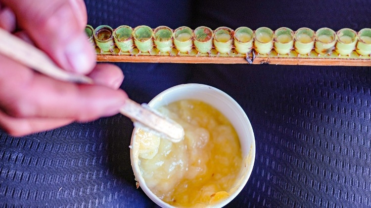 Arı Sütü Ne İşe Yarar, Nasıl Kullanılır İşte, Mucizevi Arı Sütünün Faydaları