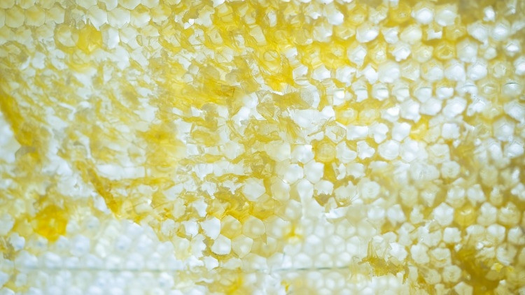 Arı Sütü Ne İşe Yarar, Nasıl Kullanılır İşte, Mucizevi Arı Sütünün Faydaları