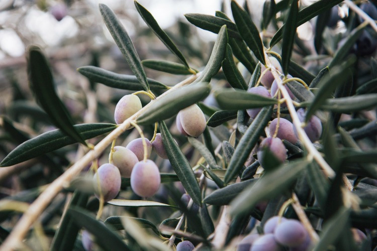 Zeytin yaprağı çayını kimler tüketmemeli Zeytin yaprağı çayını kimler tüketmemeli