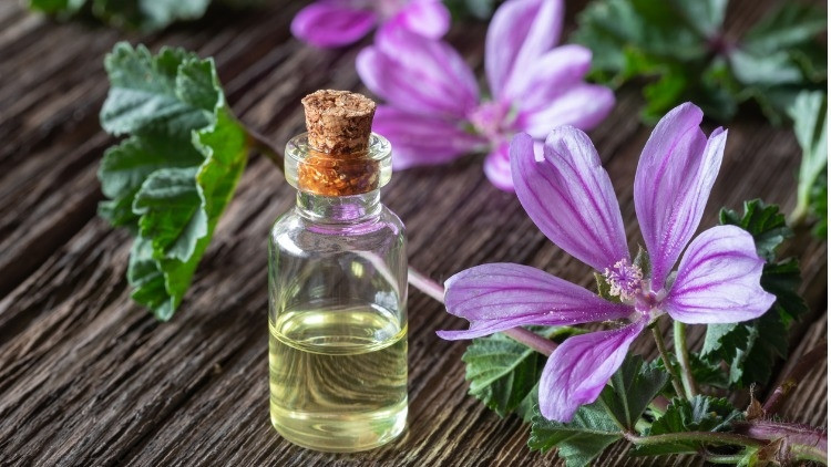 Ebegümeci Nedir, Nasıl Tüketilir Ebegümeci Çayı Faydaları ve Zararları Ebegümeci Nedir, Nasıl Tüketilir Ebegümeci Çayı Faydaları ve Zararları
