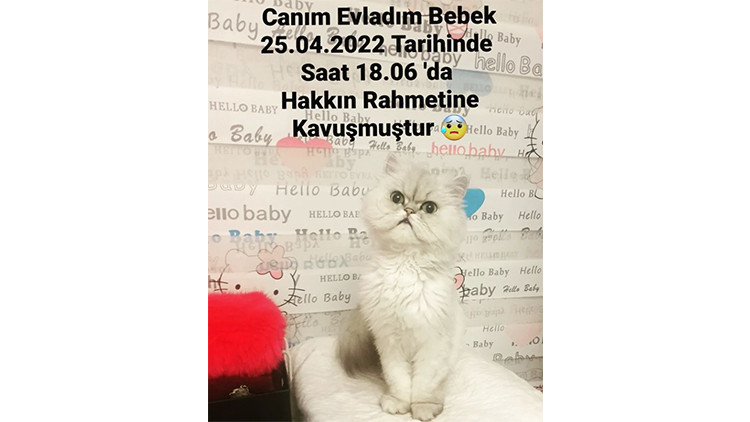 TEDAVİSİNE 1 MİLYON HARCADIM