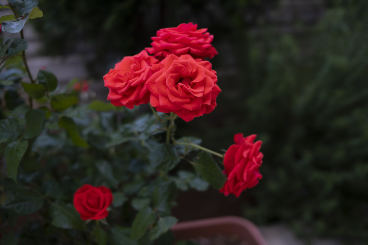 Hıdırellez ne demek, nedir Hıdırellez’de neler yapılır İşte gelenekler Hıdırellez ne demek, nedir Hıdırellez’de neler yapılır İşte gelenekler