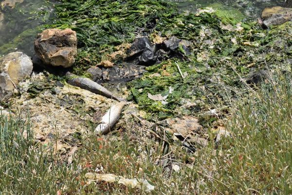 Çakalburnu Lagününde oksijen tükendi, balıklar öldü