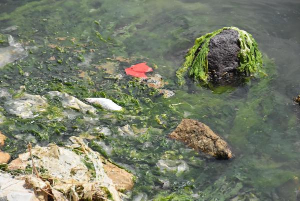 Çakalburnu Lagününde oksijen tükendi, balıklar öldü