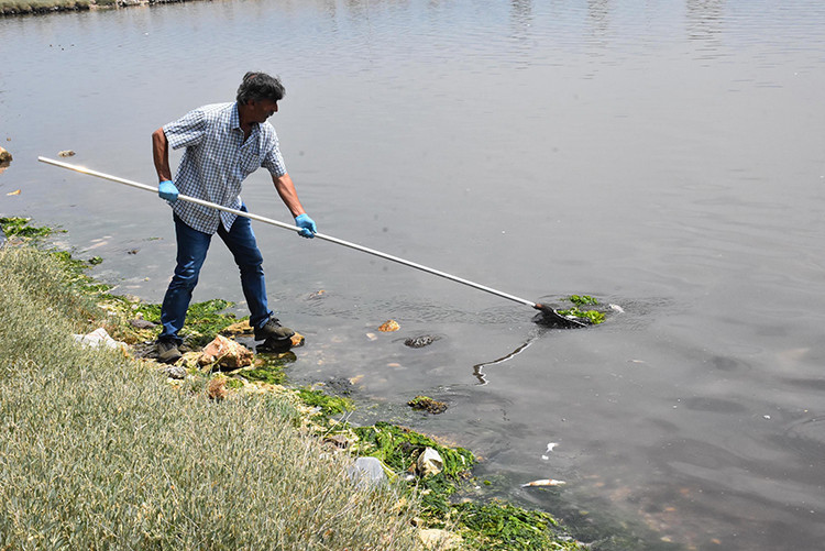 Çakalburnu Lagününde oksijen tükendi, balıklar öldü