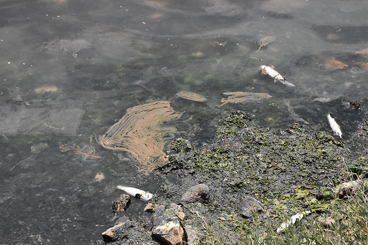 Çakalburnu Lagününde oksijen tükendi, balıklar öldü