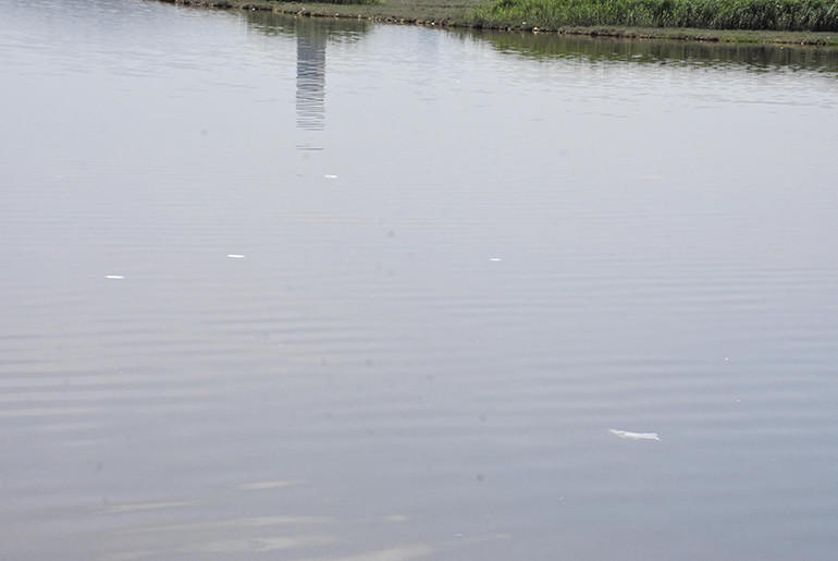 Çakalburnu Lagününde oksijen tükendi, balıklar öldü