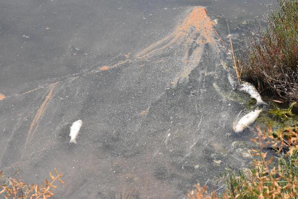 Çakalburnu Lagününde oksijen tükendi, balıklar öldü