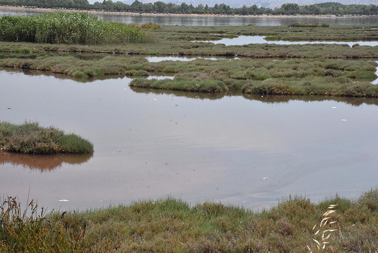 Çakalburnu Lagününde oksijen tükendi, balıklar öldü