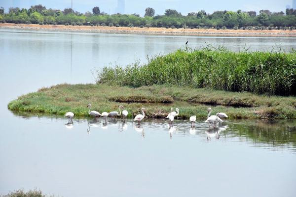 Çakalburnu Lagününde oksijen tükendi, balıklar öldü