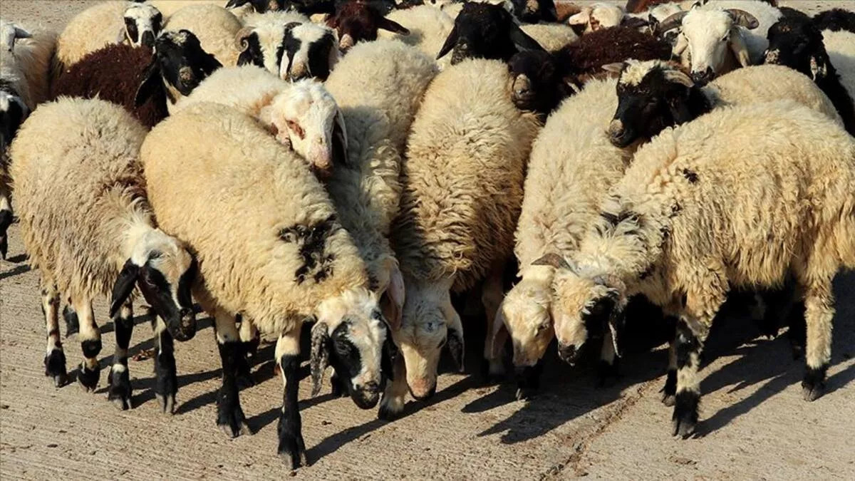 Kurban keserken nelere dikkat edilir İşte kurban keserken dikkat edilmesi gerekenler