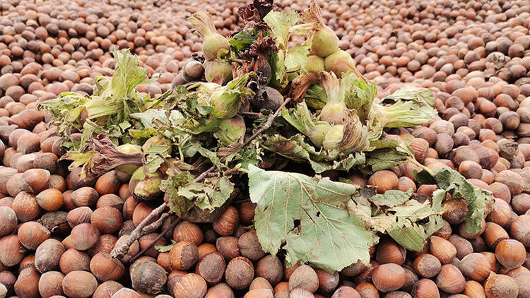 2022 FINDIK ALIM FİYATLARI NE KADAR OLDU