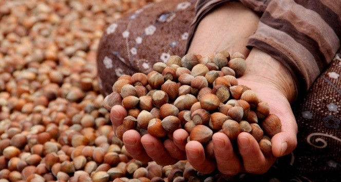 GEÇEN SENE FINDIK FİYATLARI NE KADARDI