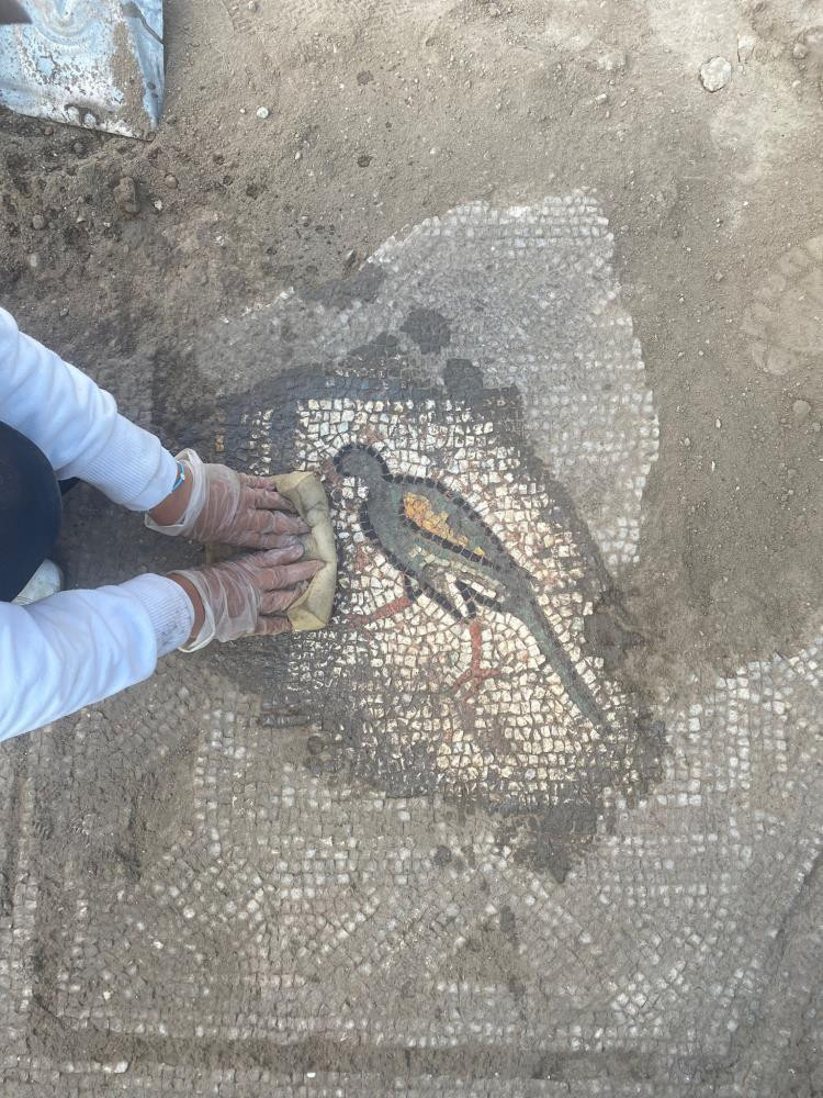 İşte Hadrianopolis Antik Kentinde bulunan yeni mozaikler