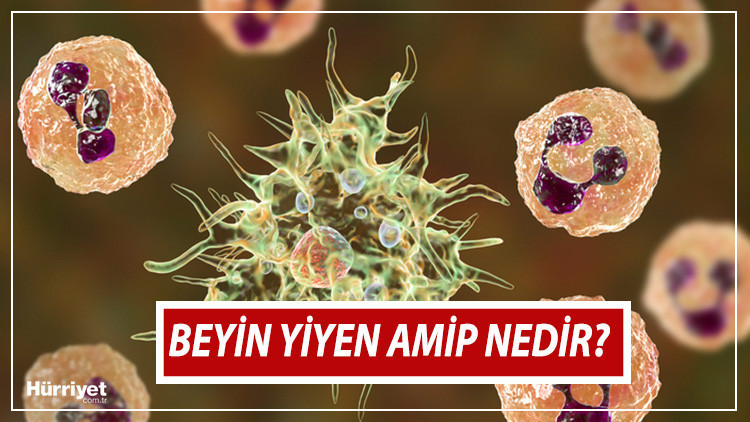 Beyin yiyen amip nedir, belirtileri nelerdir? Beyin yiyen amip nasıl ...