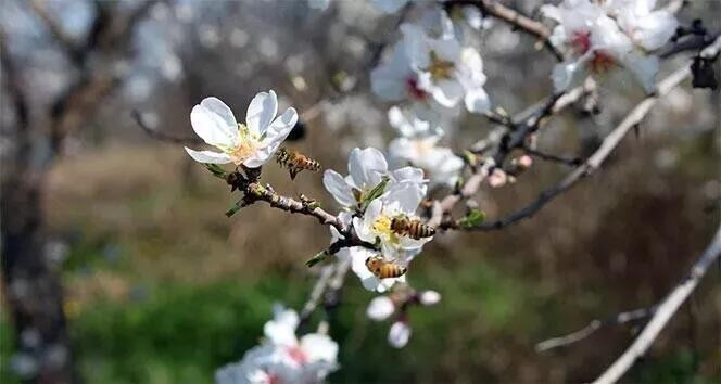 CEMRE HAKKINDA BİLGİ