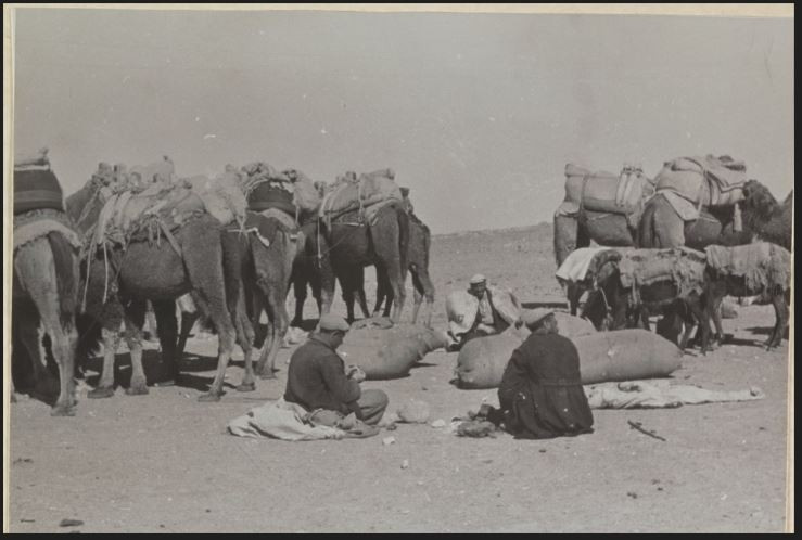 Konya Yolunda dinlenen deve sürüsü 1937