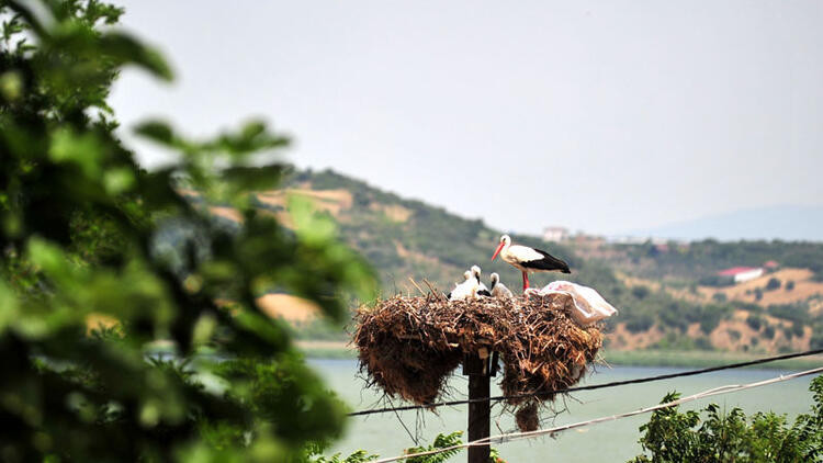 Yaren leylek geldi mi 2023 Yaren leylek ve Adem Amca hikayesi