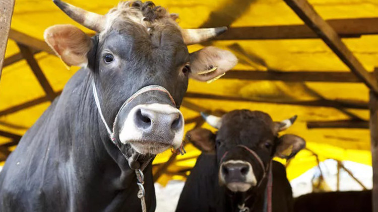 2023 KURBAN BAYRAMI TARİHİ