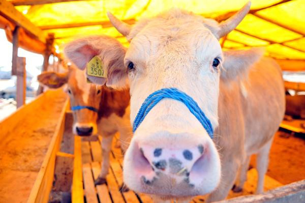 GÜNCEL KURBANLIK FİYATLARI 2023 | Kurban pazarları ne zaman kurulacak Küçükbaş ve büyükbaş hayvan fiyatları ne kadar, kaç TL Canlı kurbanlık kilogram fiyatları belli oldu