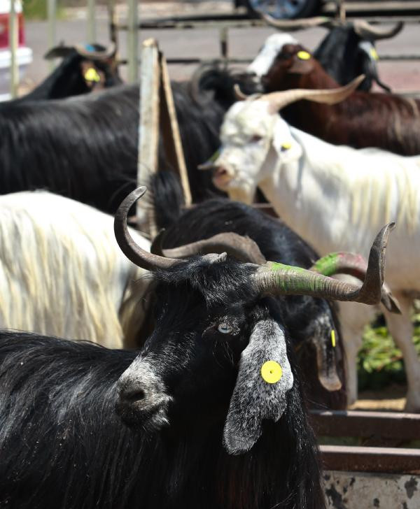 BÜYÜKBAŞ HAYVAN HİSSE FİYATI