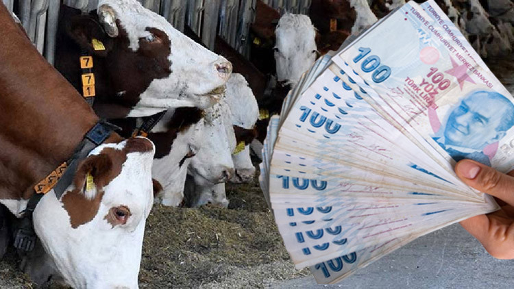 GÜNCEL KURBANLIK FİYATLARI 2023 | Kurban pazarları ne zaman kurulacak Küçükbaş ve büyükbaş hayvan fiyatları ne kadar, kaç TL Canlı kurbanlık kilogram fiyatları belli oldu