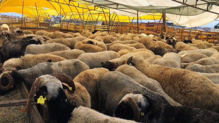 KURBANLIK FİYATLARI NE KADAR, BELLİ OLDU MU (Büyükbaş, küçükbaş) || Bu yıl koyun, dana, koç, tosun kurbanlık fiyatları ne kadar oldu, kaç TL