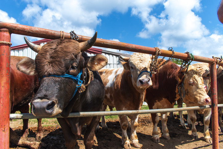 2025 KURBAN BAYRAMI TARİHLERİ