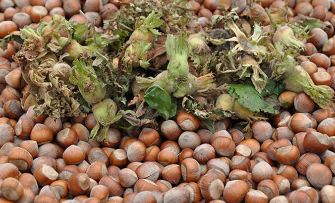 GİRESUN KALİTE FINDIK NEDİR