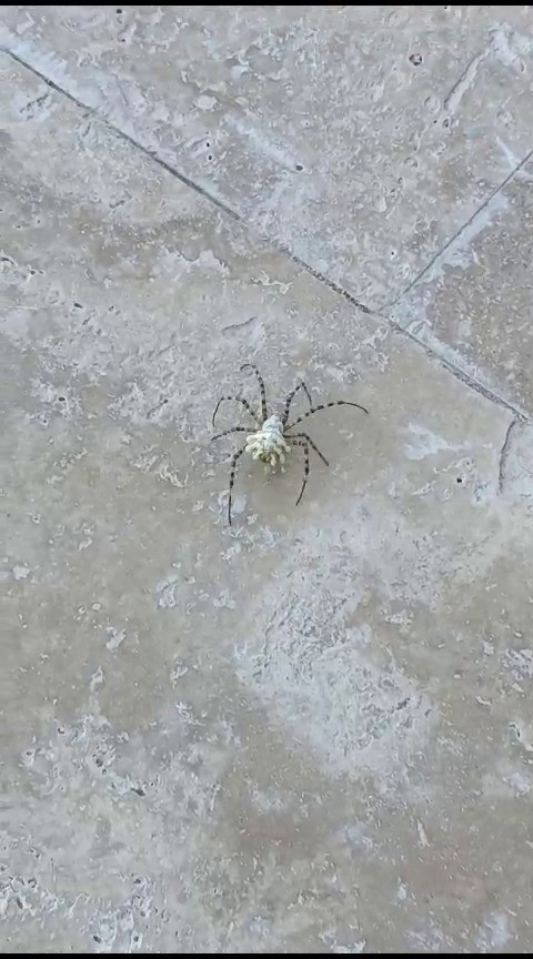 Argiope lobata... Dünyanın en zehirli örümceği Sivastan sonra o ilimizde de ortaya çıktı