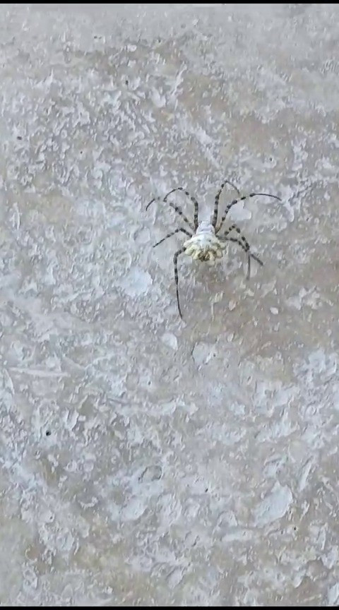 Argiope lobata... Dünyanın en zehirli örümceği Sivastan sonra o ilimizde de ortaya çıktı