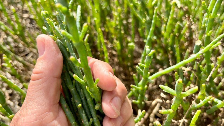 Kollajen görevi üstlenir