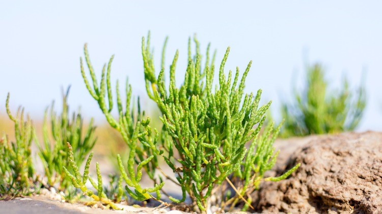 Bir damlası bile cildi yeniliyor İşte genç kalmanın sırrı kaya koruğu faydaları