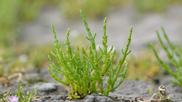 Bir damlası bile cildi yeniliyor İşte genç kalmanın sırrı kaya koruğu faydaları