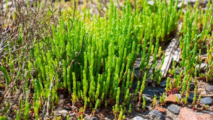 Kaya Koruğu Nerede Yetişir